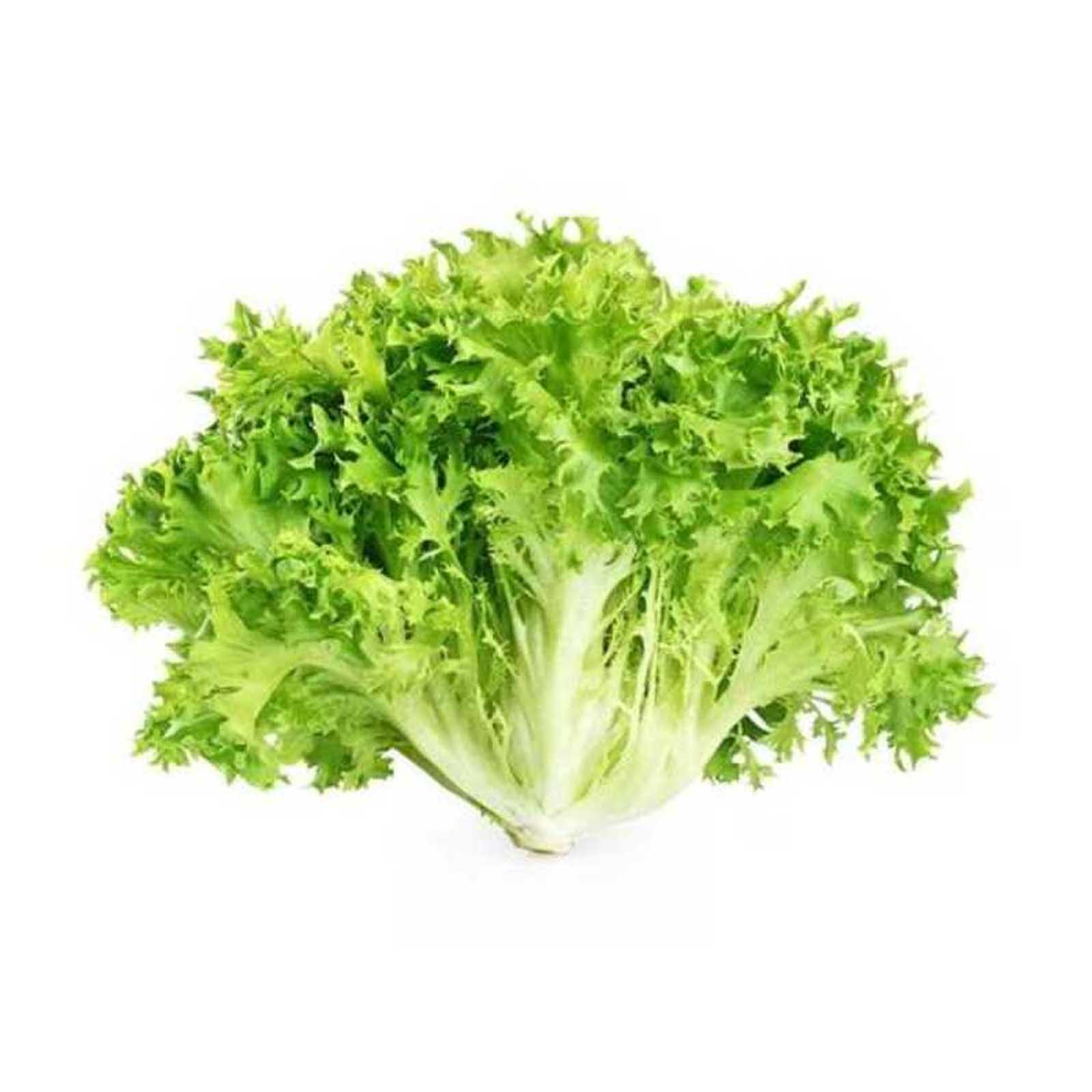 LETTUCE FRISEE GREEN HOLLAND