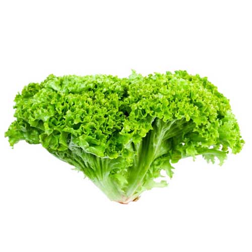 LETTUCE LOLLO BIONDA- HOLL-HEAD ( 250 GM )