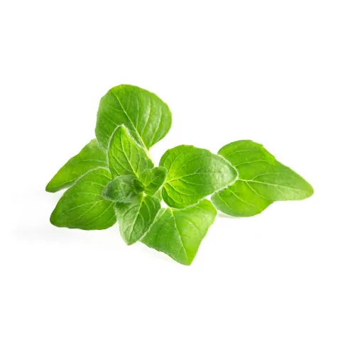OREGANO LEAVES - KENYA ( KG )