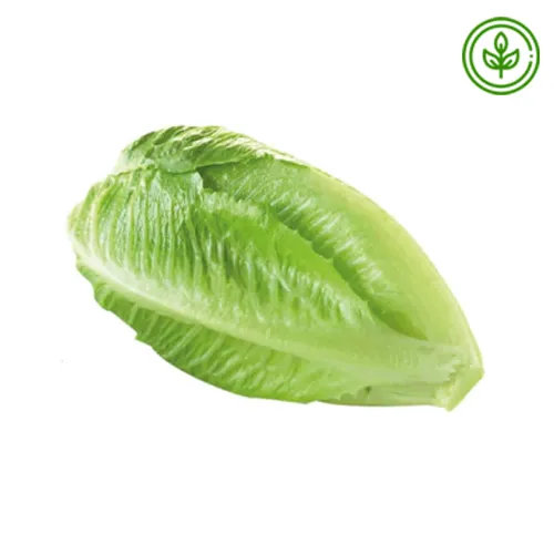 LETTUCE ORGANIC