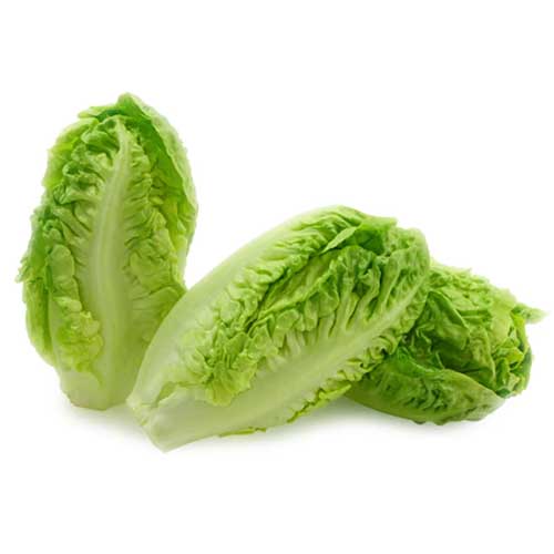 ROMAINE LETTUCE CUT 30 - 35 MM ( kg )