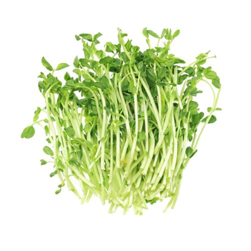 SNOW PEAS SPROUT-HOLL-PKT (100 GM)