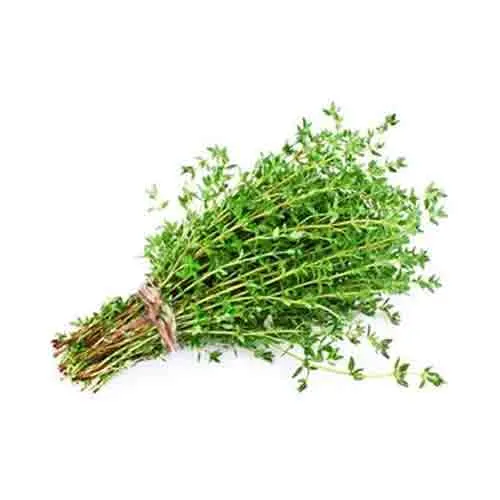 THYME - KENYA - BUNCH ( 100 GM )