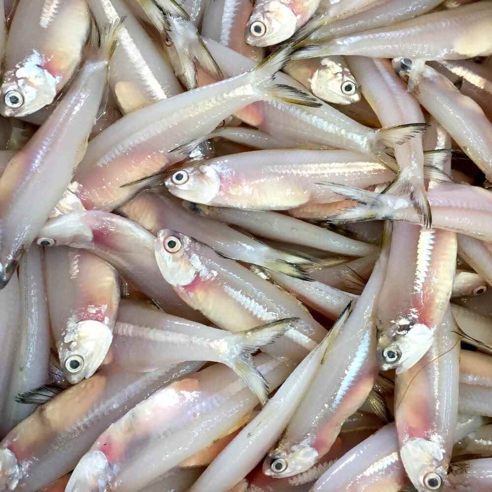 FISH ANCHOVY (NATHEL) FRESH SMALL ( 1 KG )