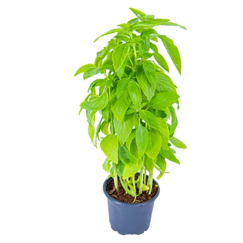 BASIL POT - UAE ( PC )