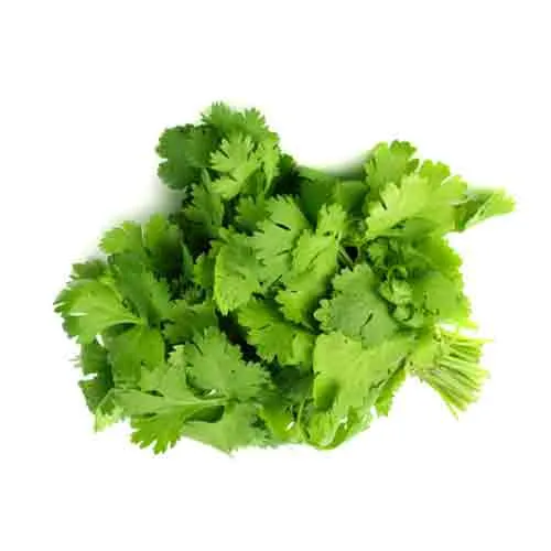 CORIANDER LEAVES - BUNCH ( 100 GM )