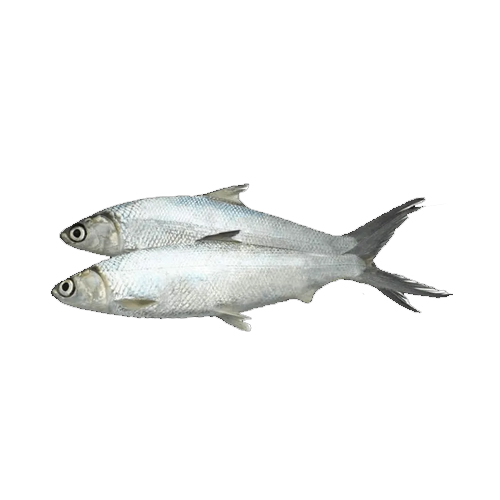 FISH MILK FROZEN  ( 1 KG )