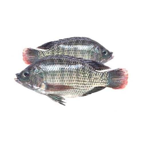 FISH TILAPIA CLEANED FROZEN 200/300 ( 1 KG )