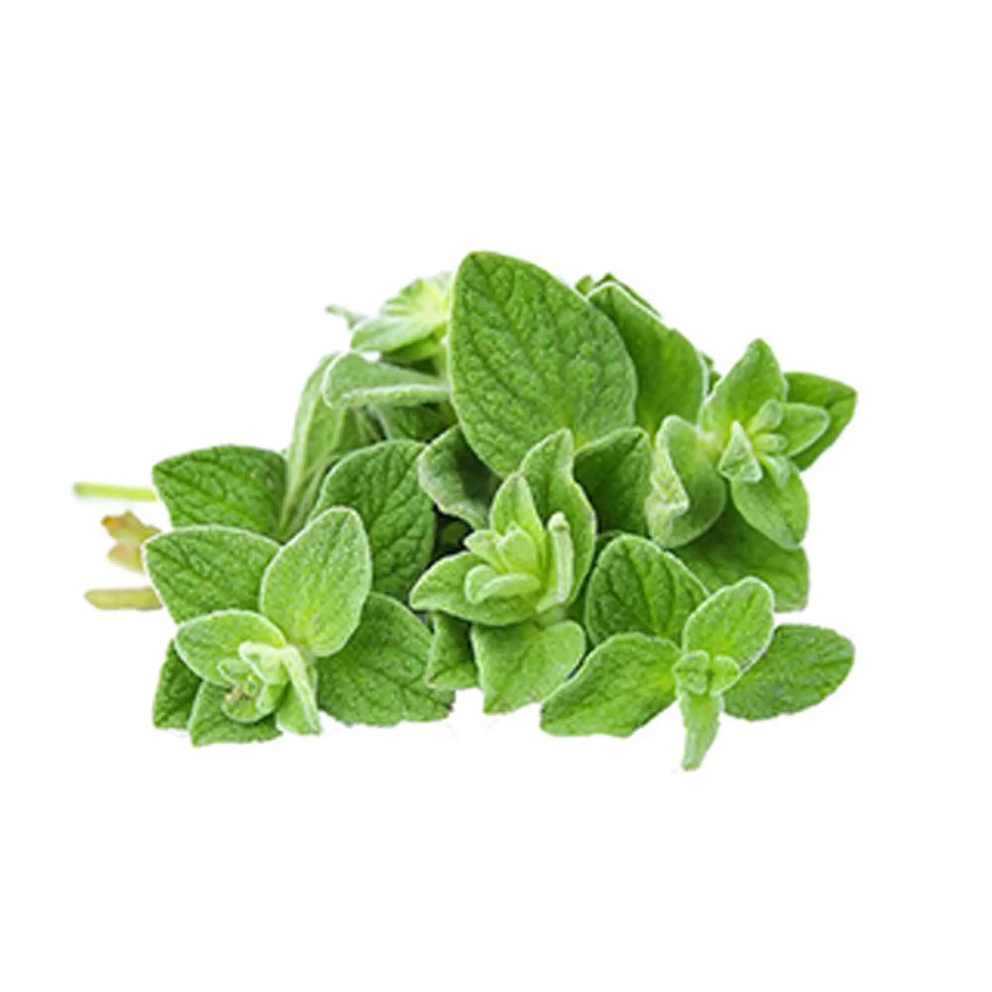 OREGANO LEAVES - KENYA - BUNCH ( 100 GM )
