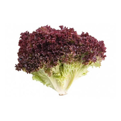  Fit Fresh Lettuce Lollo Rosso Head 250 g - ME 