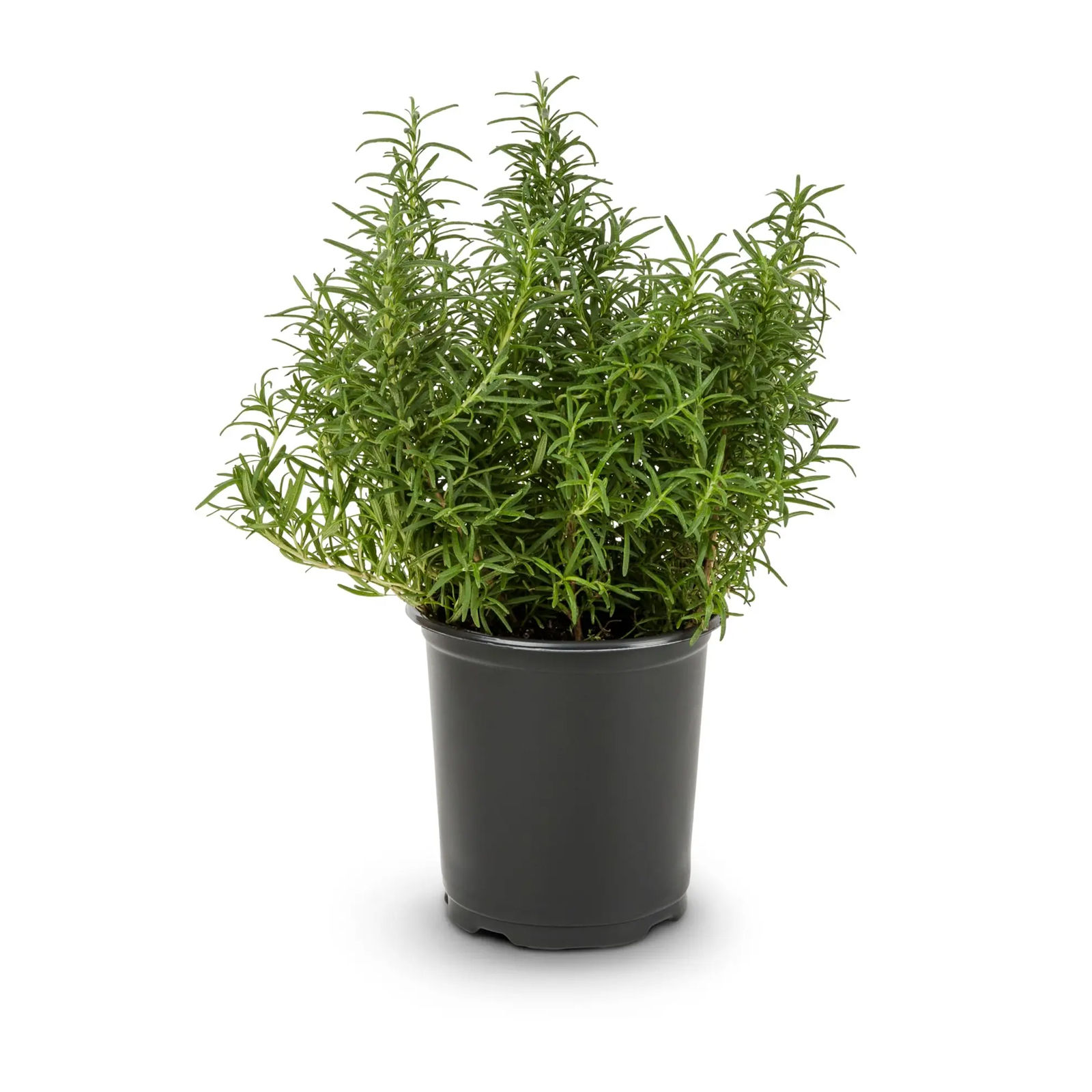  Fit Fresh Rosemary Pot UAE Pc