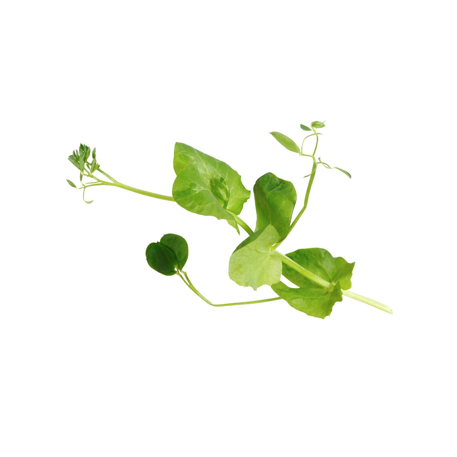  Pea Shoots- Salad Pea 2 x 110 g